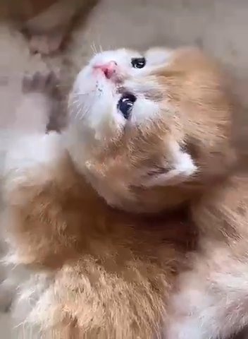 Golden British Shorthair kittens