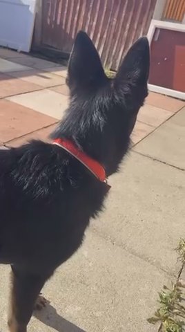 german shepherd x belgium malinois