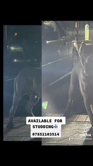 Cane Corso Stud