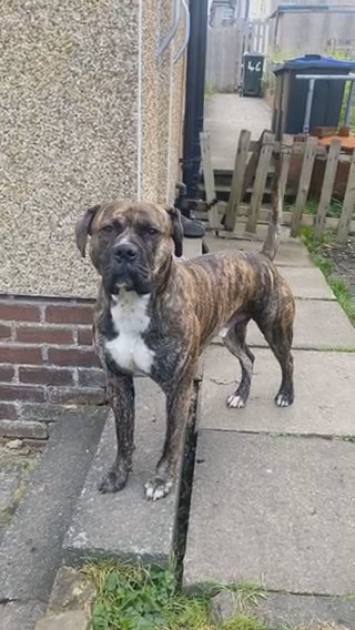 Alapha Blue Blood Bulldog