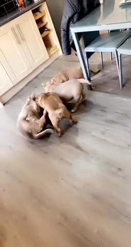 TOP PEDIGREE POCKET BULLY