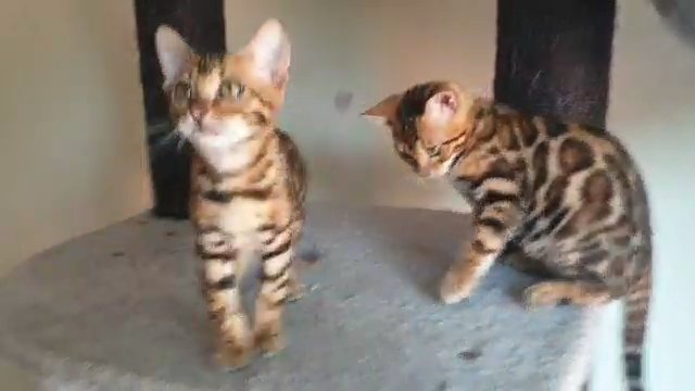 Little tigers