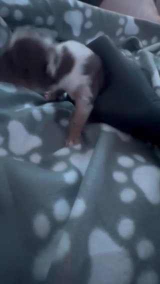 Standard American Bully Pups