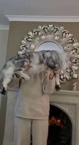 Maine Coon Kittens