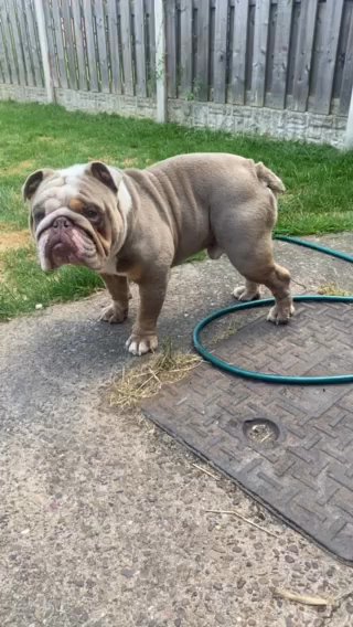 Lilac And Tan KC Registered English Bulldog Stud