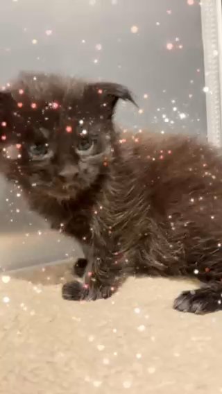 Maine Coon Male XL