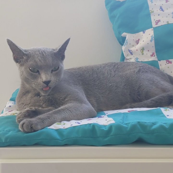 Russian blue purebred with papers
