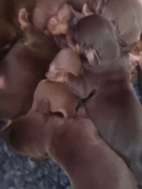 Miniature Dachshunds