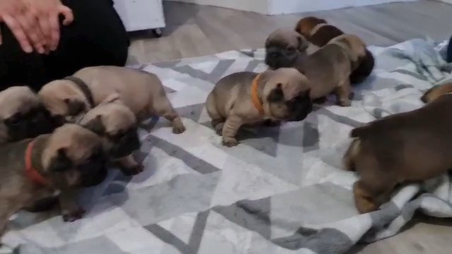 french bulldog