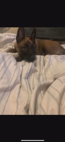 Belgian Malinois