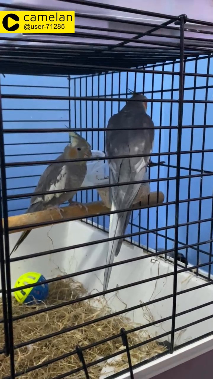 2 cockatiels