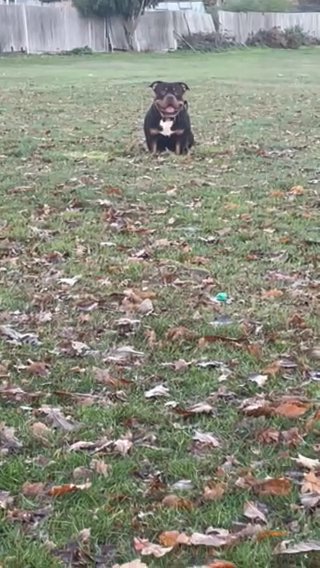POCKET BULLY CHOC TRI STUD Based London/kent