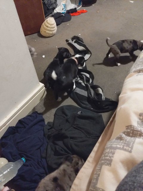 Borador puppies