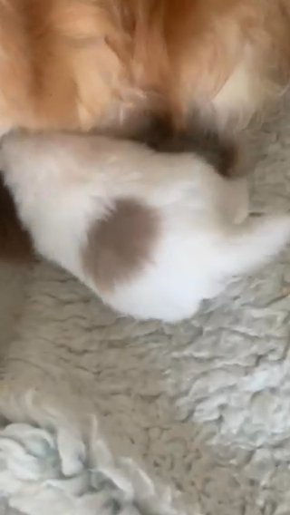 Parti Pomeranians