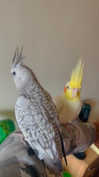 Tamed/Untame Beautiful Cockatiels For sale