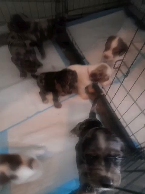 rare silver Merle sproodles