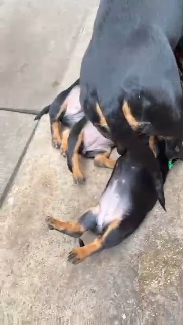 Dachshund puppies available one girl and two boys