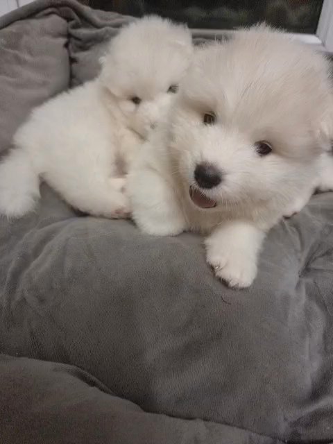 Kc Registered Samoyed puppies with champ bloodline