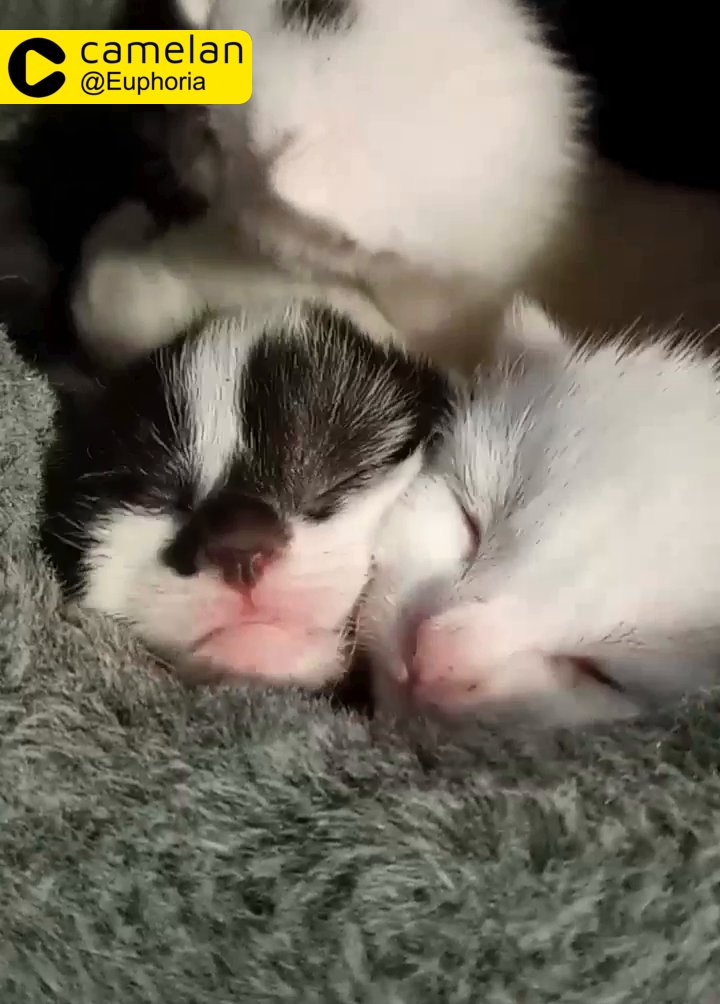 purrfect persian kittens
