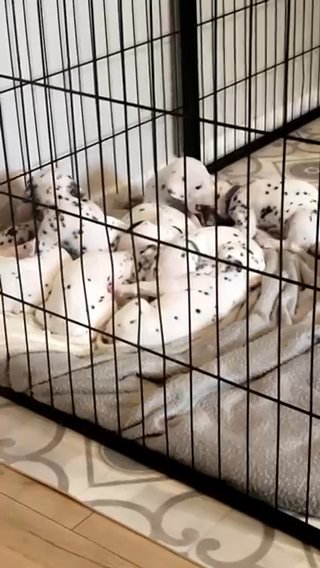 ⭐️Dalmatian Puppies⭐️