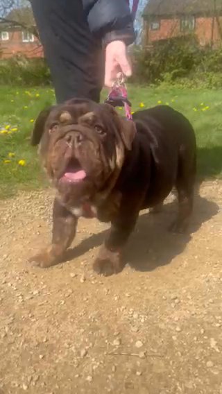 English Bulldog Female