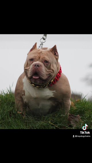 Female Pocket Bully