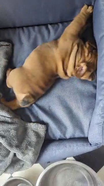 Freelance Bulldog Puppies