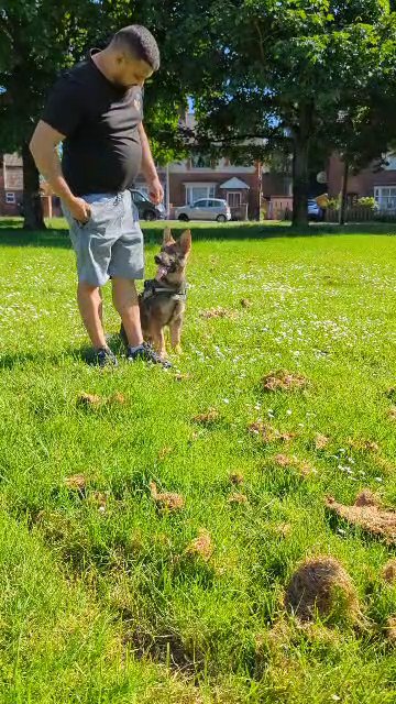 German Shepherd