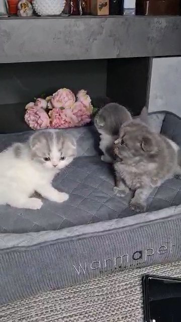 Only two unique Scottish Fold Males???