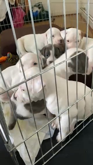 *ALL BEEN HOMED NOW* American Bully Puppies *Chunky*