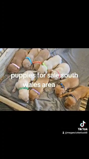 labrador puppies