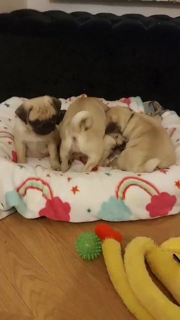 pug puppies
