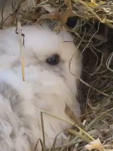 Pure French Lops