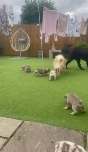 English Bulldogs