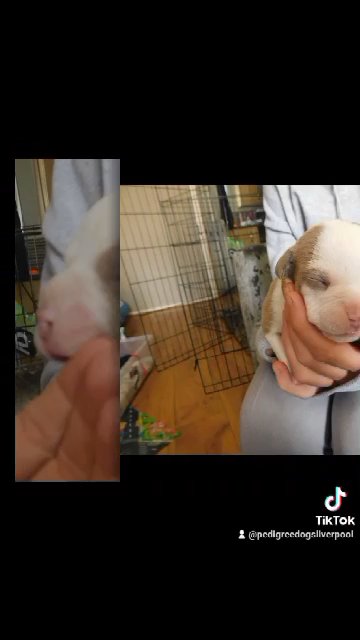quality pocket bullys