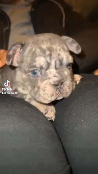Big Rope Female Frenchie For Sale