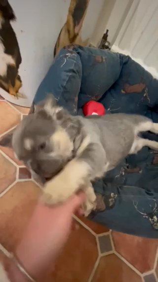 Fluffy Lilac And Tan French Bulldog Girl