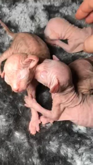 White Sphynx Kittens TICA REGISTERED