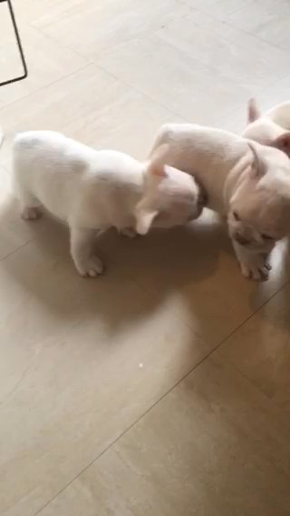 3 platinum french bulldog pups