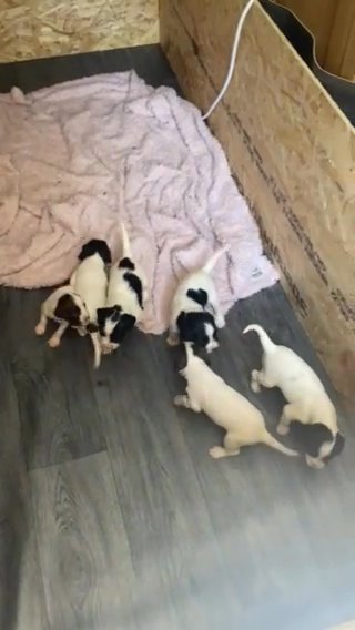 Springer Spaniel Puppies