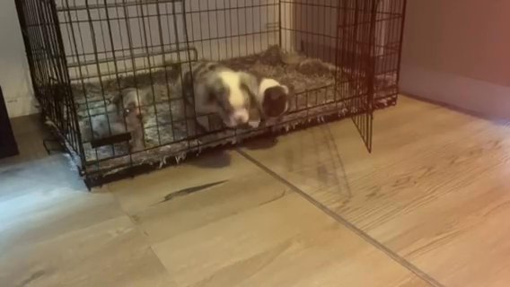 Old Tyme English Bulldogs Puppies Nebbr