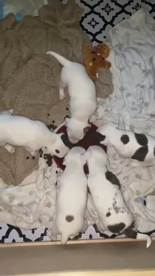 3 Chunky Female Staffy Pups