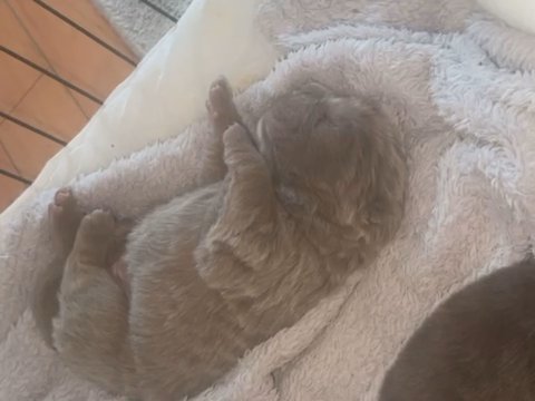 Lilac Bear Coat Sharpei Girl