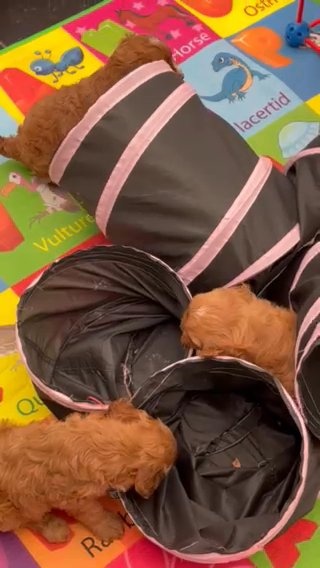 F1 Cavapoos
