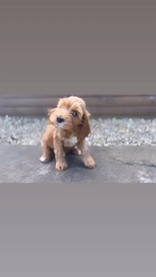 READY TO LEAVE NOW! ⭐️ 5* MINIATURE COCKAPOOS ⭐️