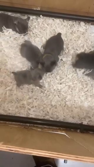 Frenchie Puppies Ready Now