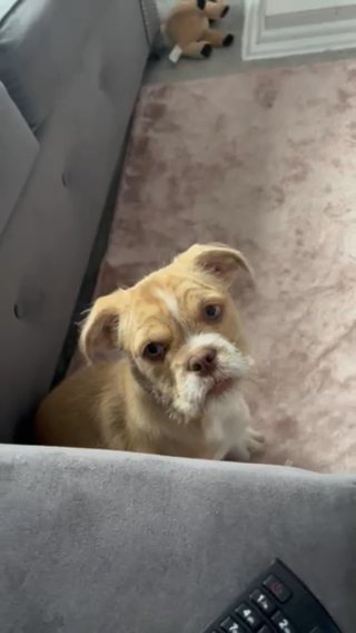 English Bulldog X ShihTzu