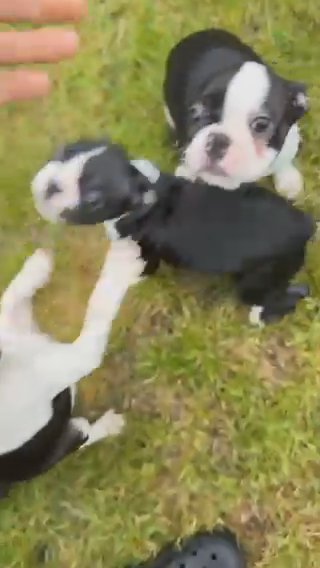 KC Boston Terrier