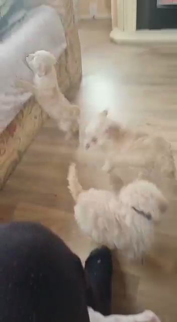f1b cavapoo puppies