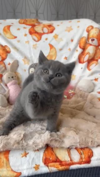 British Shorthair Female
